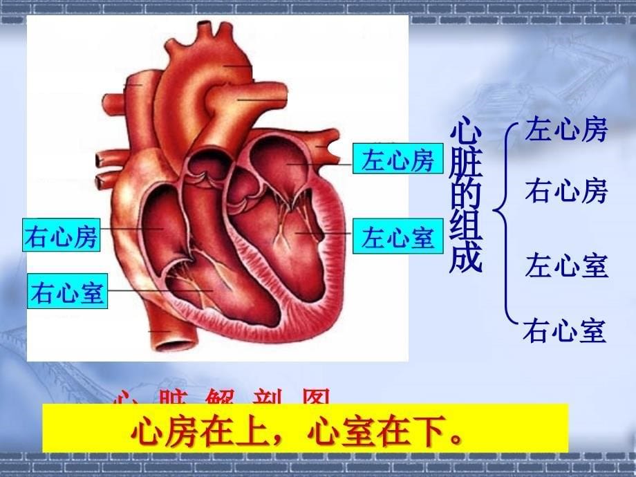 输送血液的泵心脏_第5页