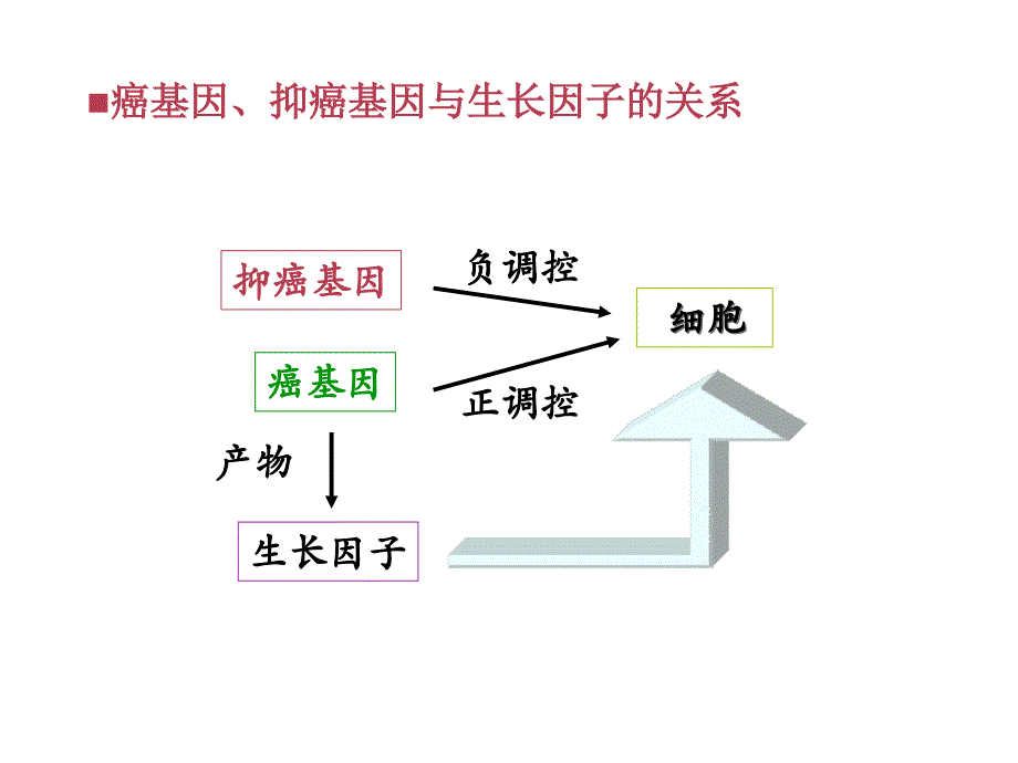 癌基因抑癌基因与生长因子_第2页