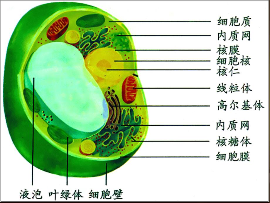 高中生物细胞器—系统内的分工合作课件新人教版必修1_第3页