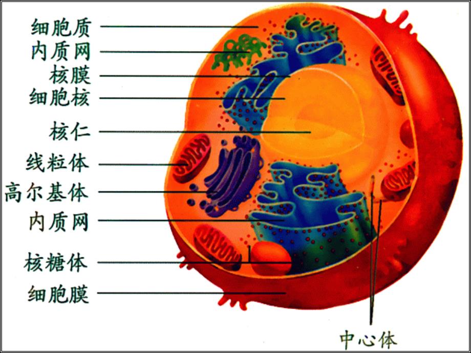 高中生物细胞器—系统内的分工合作课件新人教版必修1_第4页