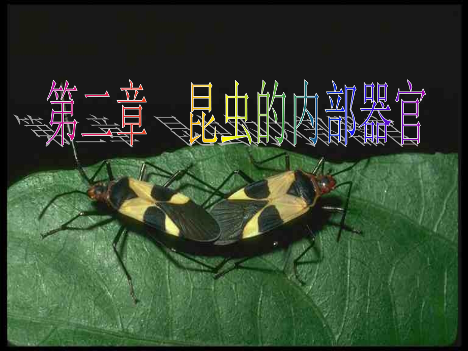 昆虫的内部器官与解剖_第1页