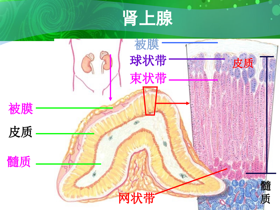 肾上腺皮质激素类药物2_第3页