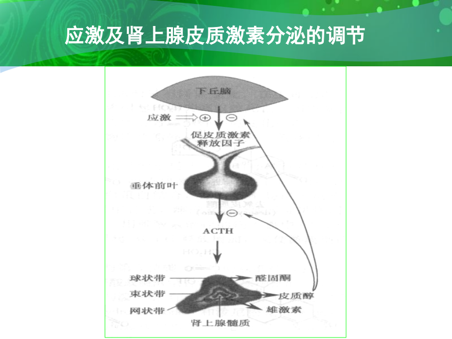 肾上腺皮质激素类药物2_第4页