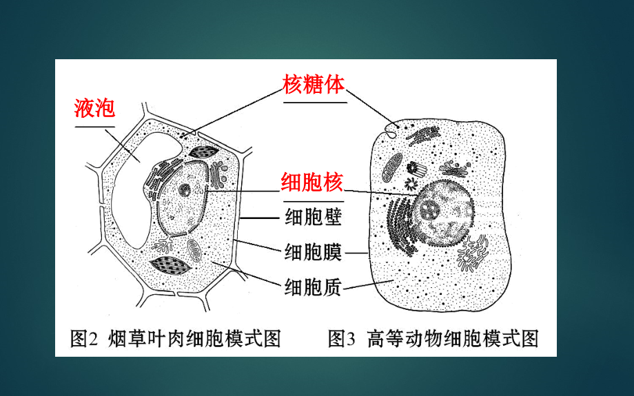 人教版生物必修1《走近细胞》课件_第4页