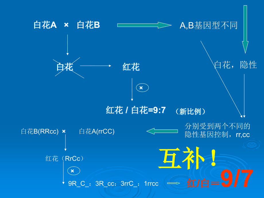 上海交通大学遗传学课件lecture3_第2页