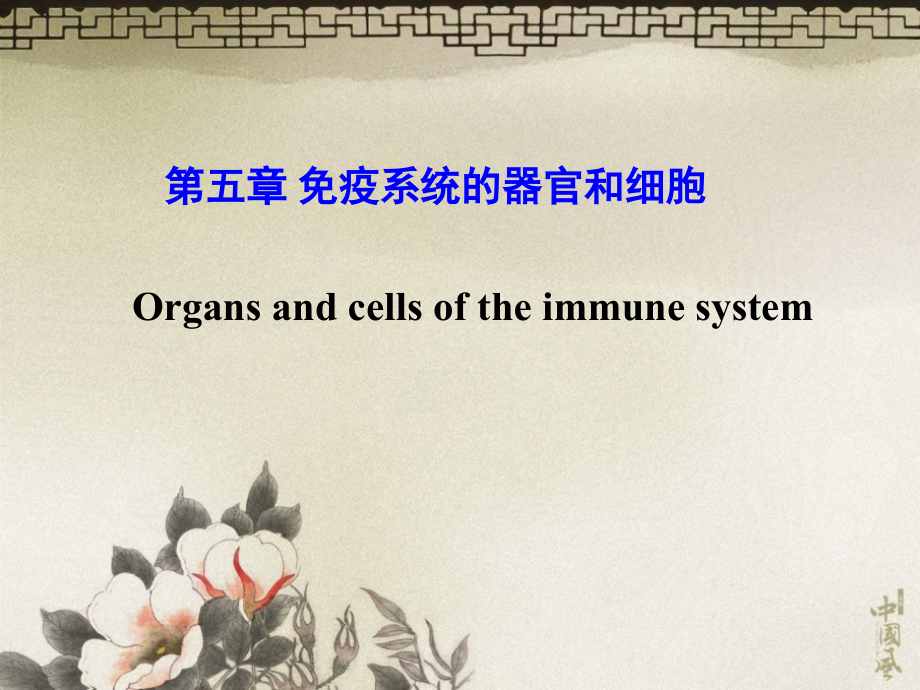 免疫系统的组织器官和细胞_第1页