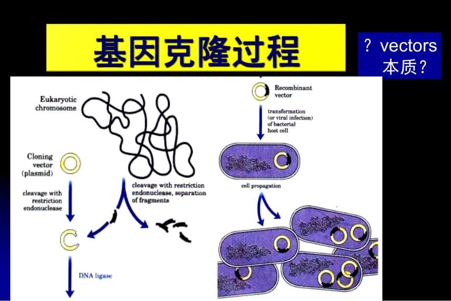 基因克隆的载体与受体_第5页