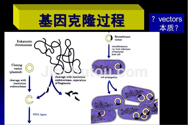 基因克隆的载体与受体_第5页