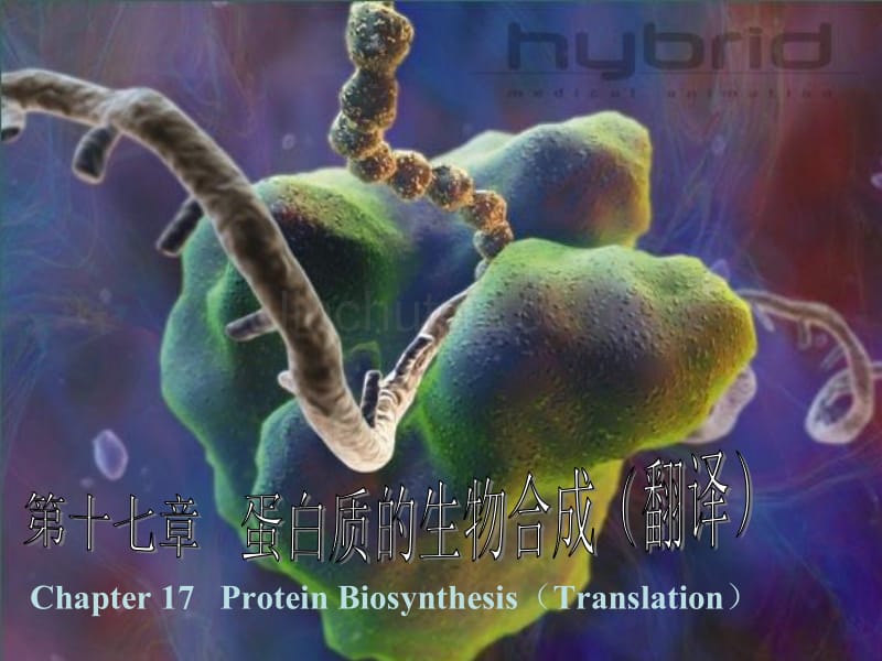 蛋白质的生物合成（翻译Translation_第1页