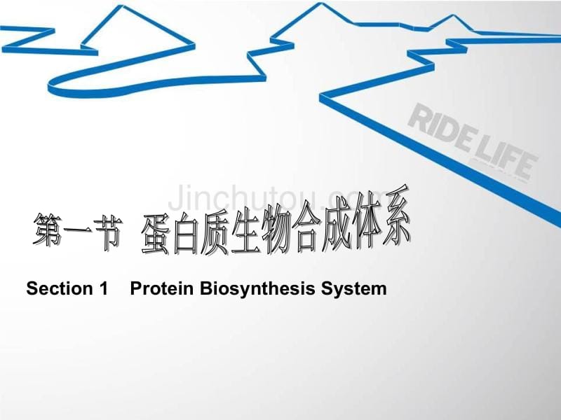 蛋白质的生物合成（翻译Translation_第3页
