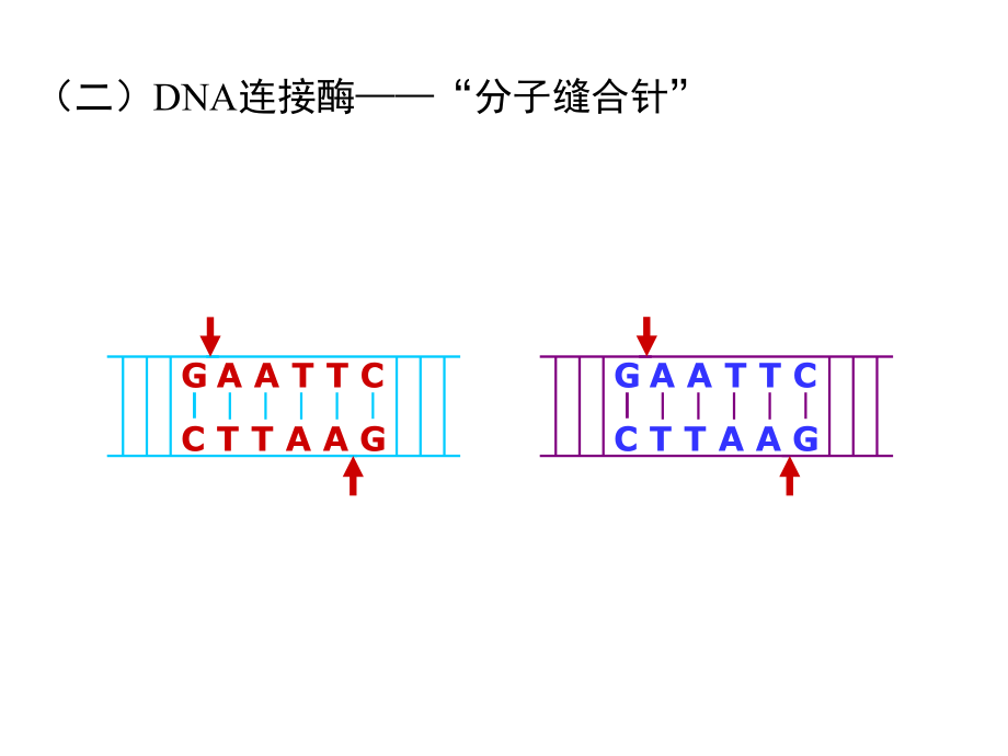 人教版生物选修三全高考复习用_第4页