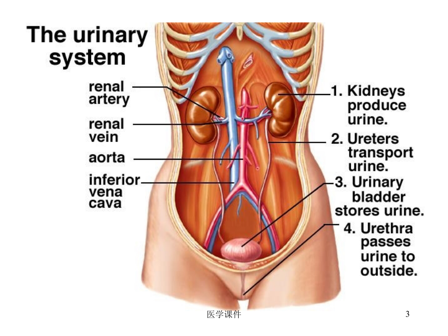 组织学与胚胎学泌尿系统课件_第3页