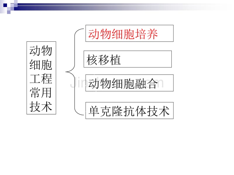 专题二--动物细胞工程221_第2页