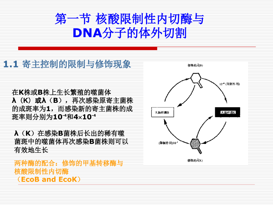 基因克隆的酶学基础lyw5_第4页