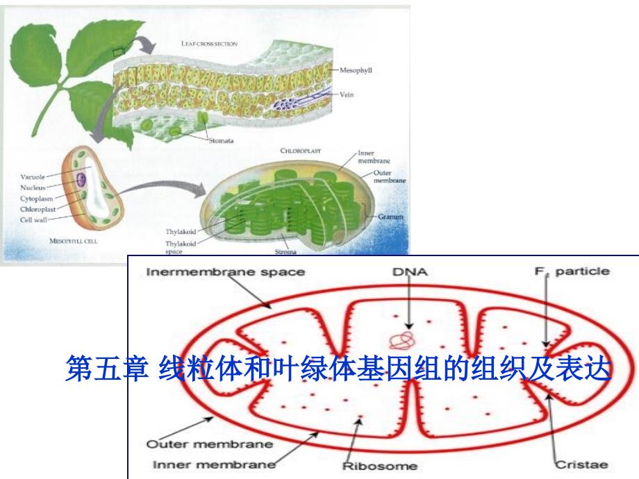 线粒体和叶绿体基因组的组织及表达_第1页