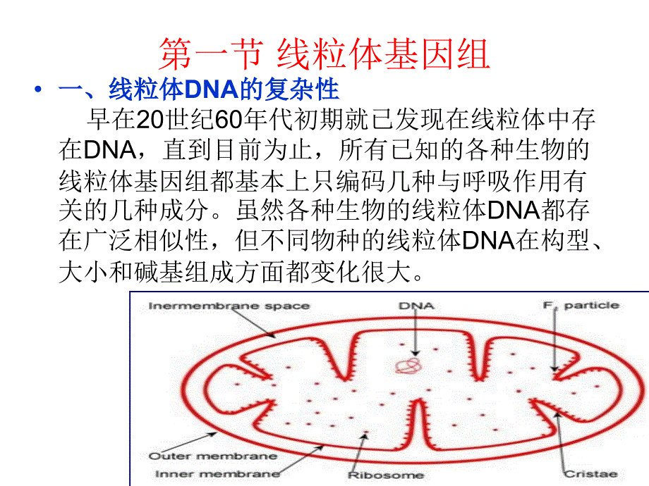 线粒体和叶绿体基因组的组织及表达_第3页