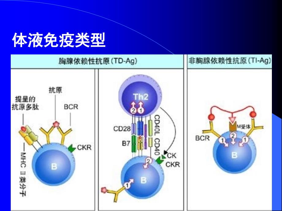 0010B细胞介导的体液免疫应答_第3页