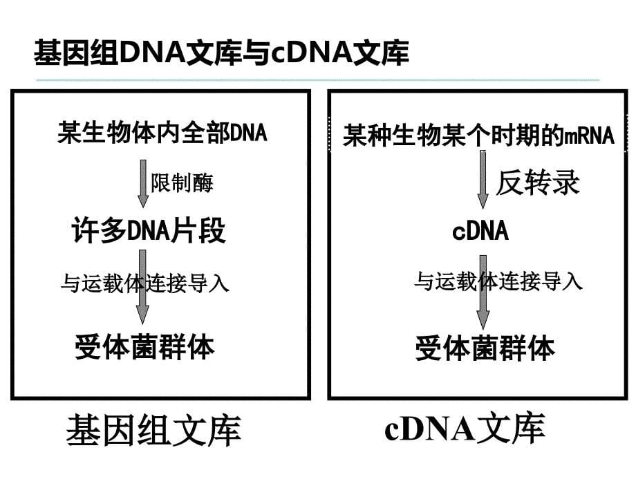 基因工程的基本操作程序 (2)_第5页
