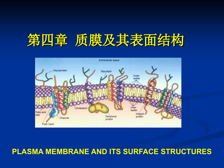 质膜及表面结构翟中和细胞生物学全套_第1页