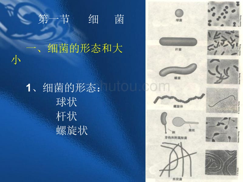 原核微生物的形态构造和功能_第2页