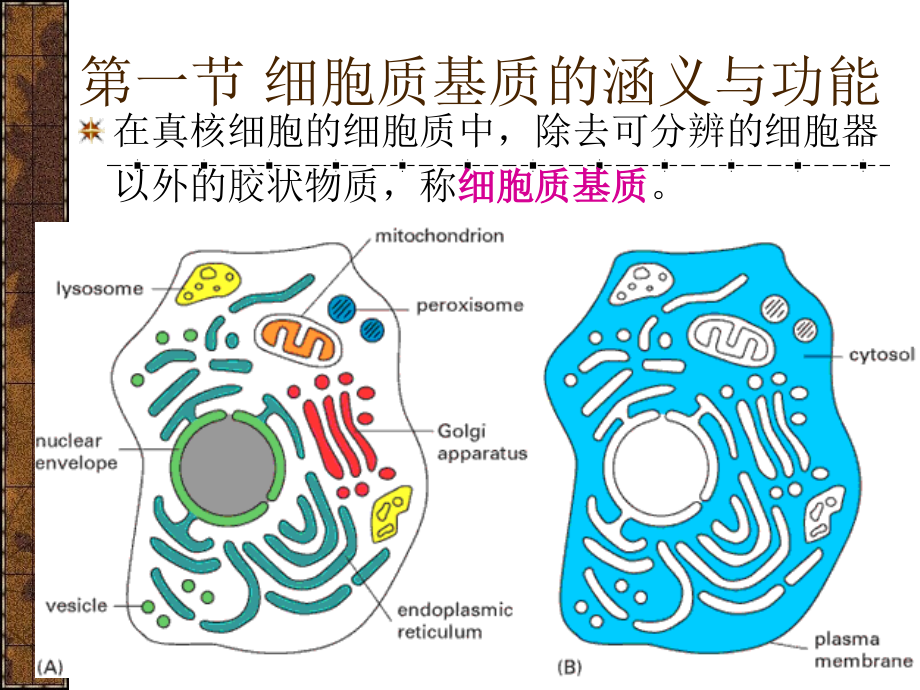 真核细胞内膜系统蛋白质分选与膜泡运输沈婷_第4页