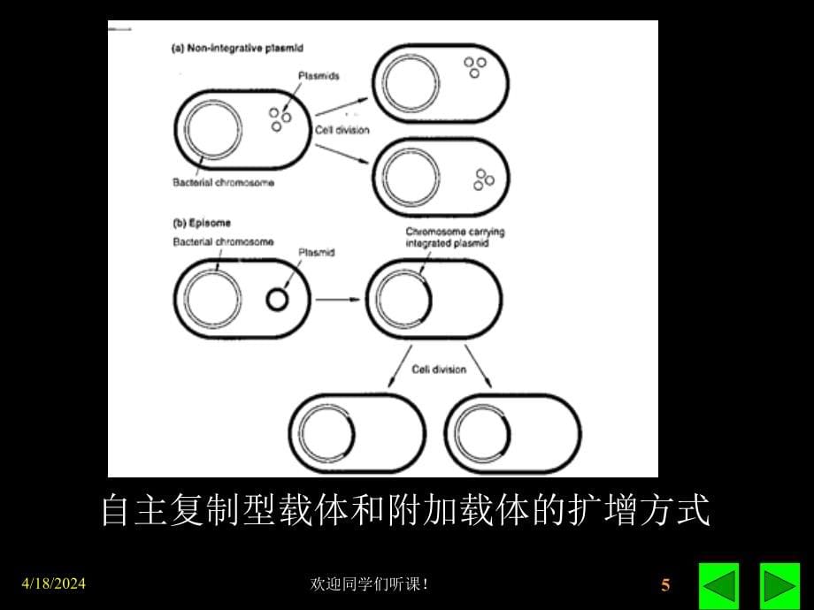 Tan基因工程的载体_第5页