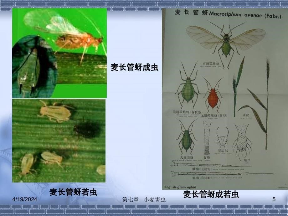 第七章 小麦害虫农业昆虫学教学课件_第5页