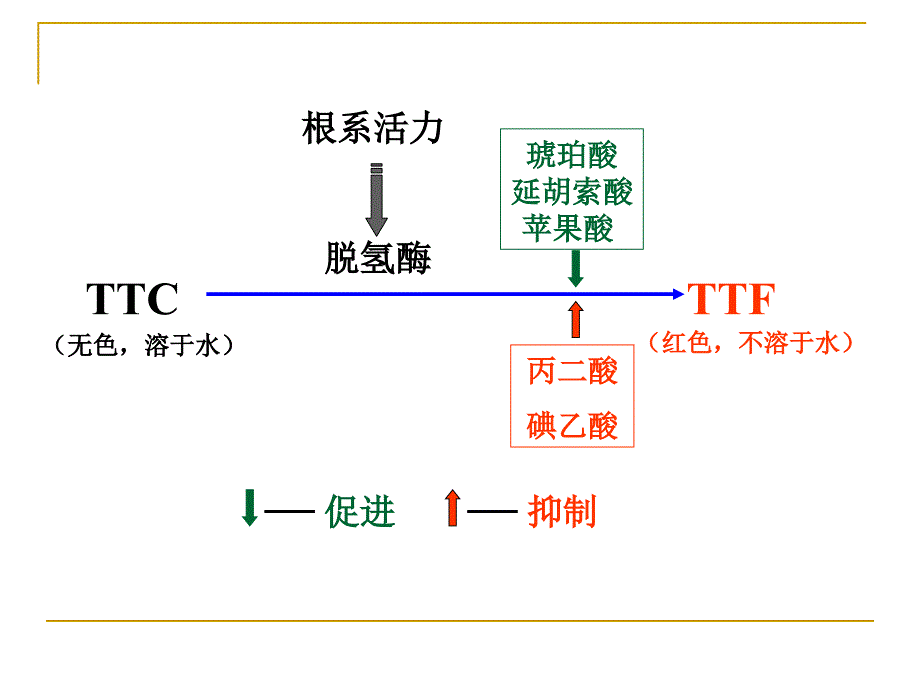 根系活力的测定[ttc法]_第4页