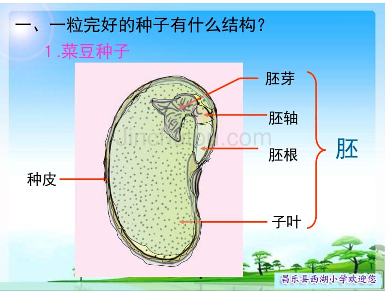 教科版小学五年级科学上册《种子发芽了》课件_第4页