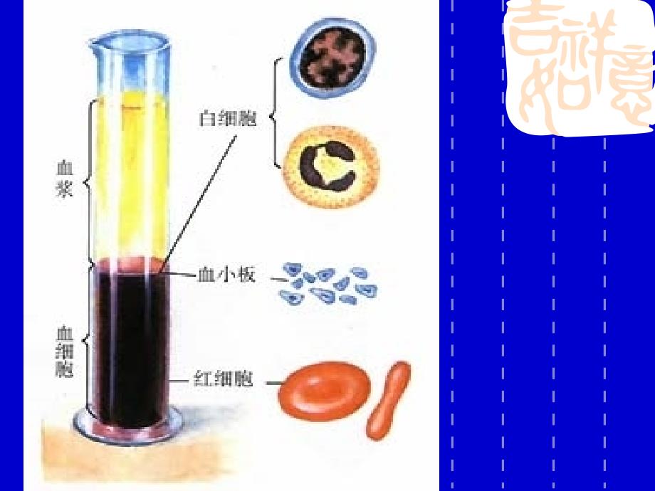 专题二 人和高等动物生命活动的调节_第4页