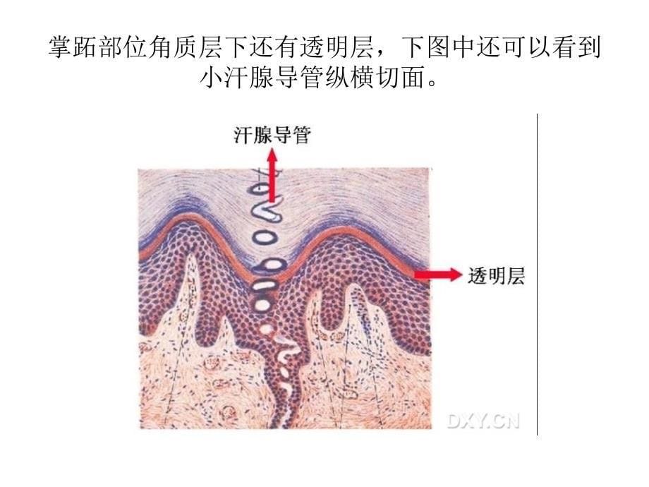 皮肤病理知识学习整理_第5页