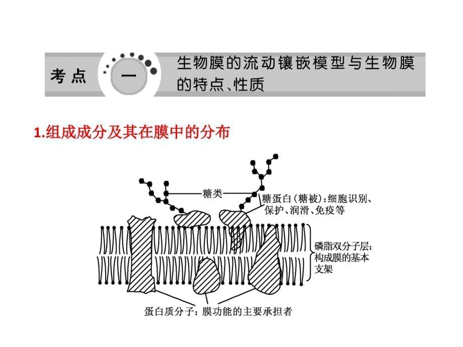 必修1 第三单元 第二讲  生物膜的流动镶嵌模型与物质跨膜运输方式_第5页