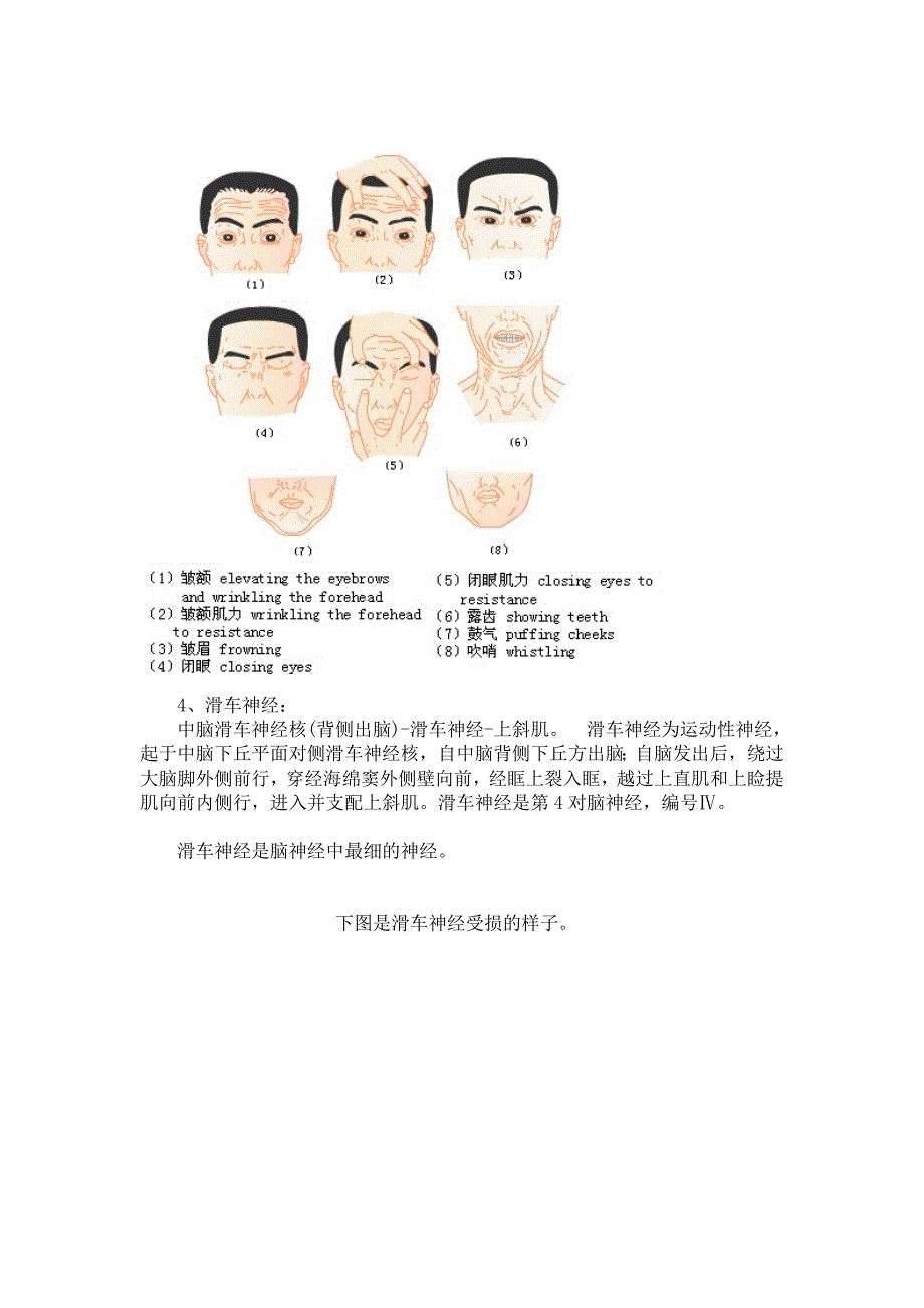 临床医学系脑神经总结_第4页