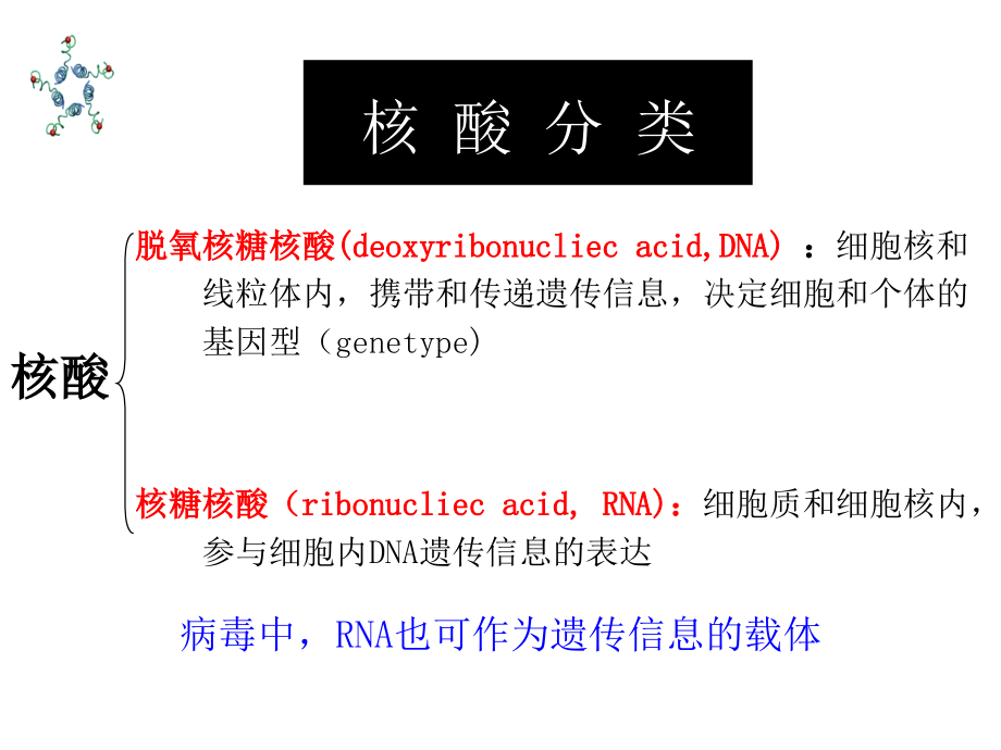 核酸结构-功能07护理ppt_第4页