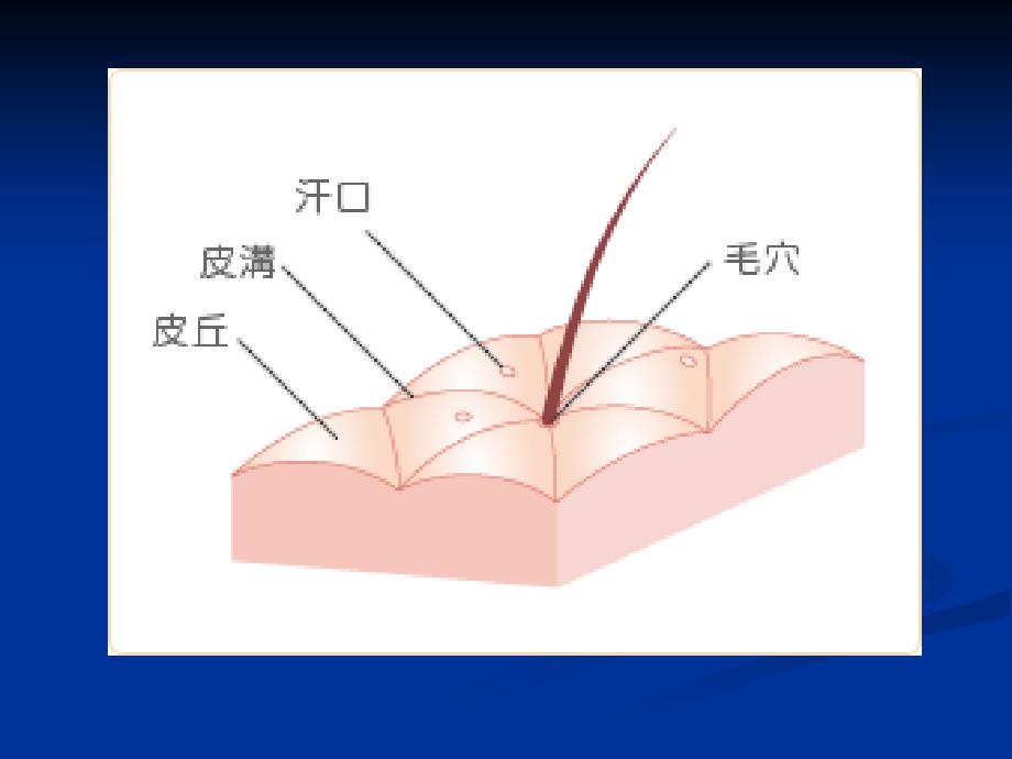 皮肤的基础知识.3_第4页