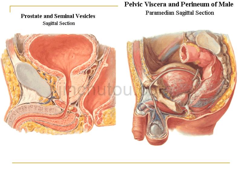 男性盆部和会阴断层解剖_第2页