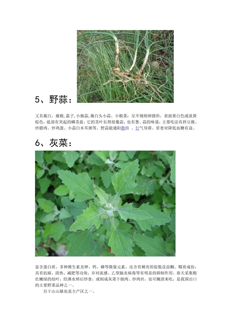 怎么识别野菜与功效和吃法_第4页