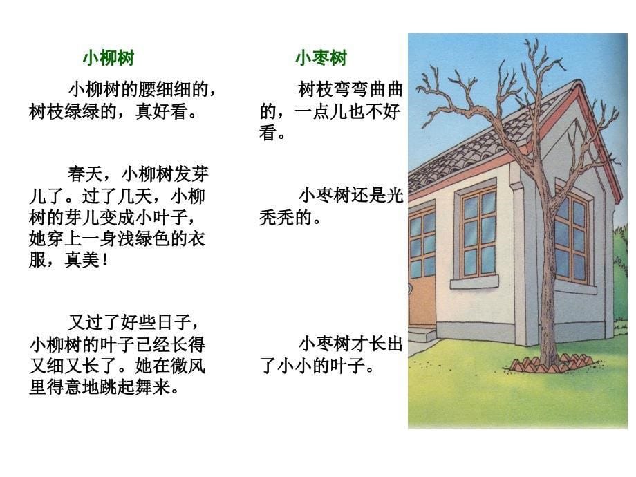 小柳树和小枣树课件_第5页