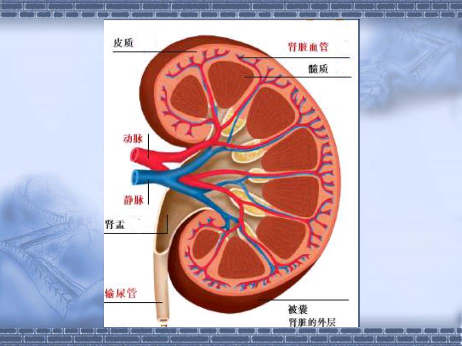 肾脏病基础知识_第3页