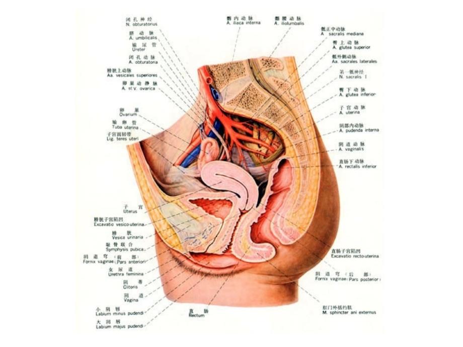 女性生殖系统-本科系统解剖学课件_第2页