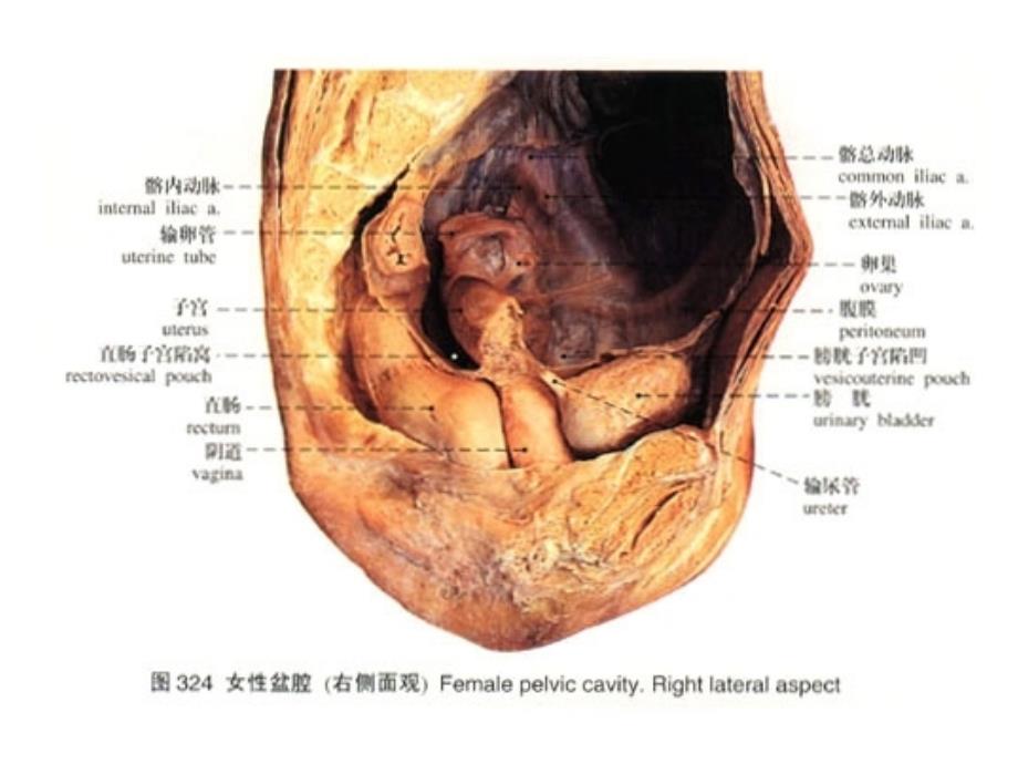 女性生殖系统-本科系统解剖学课件_第3页