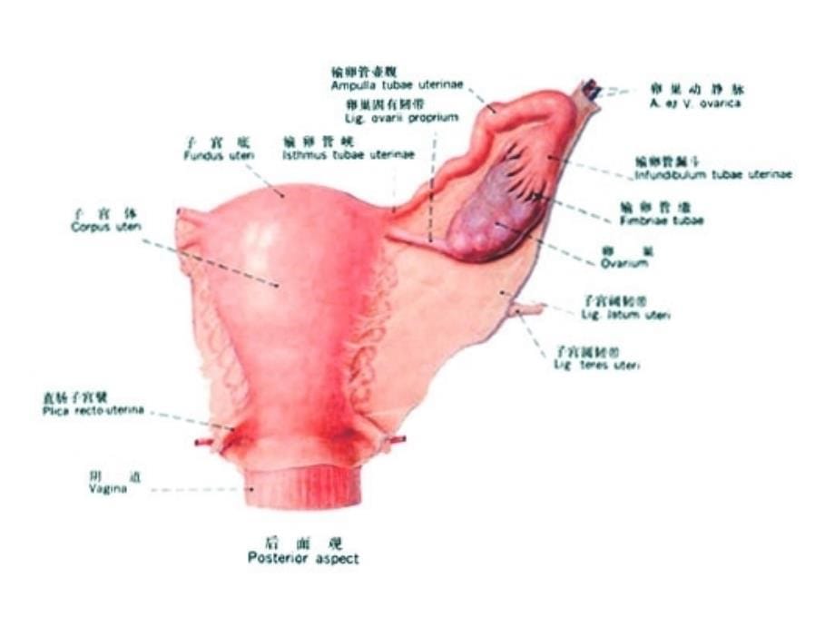 女性生殖系统-本科系统解剖学课件_第5页