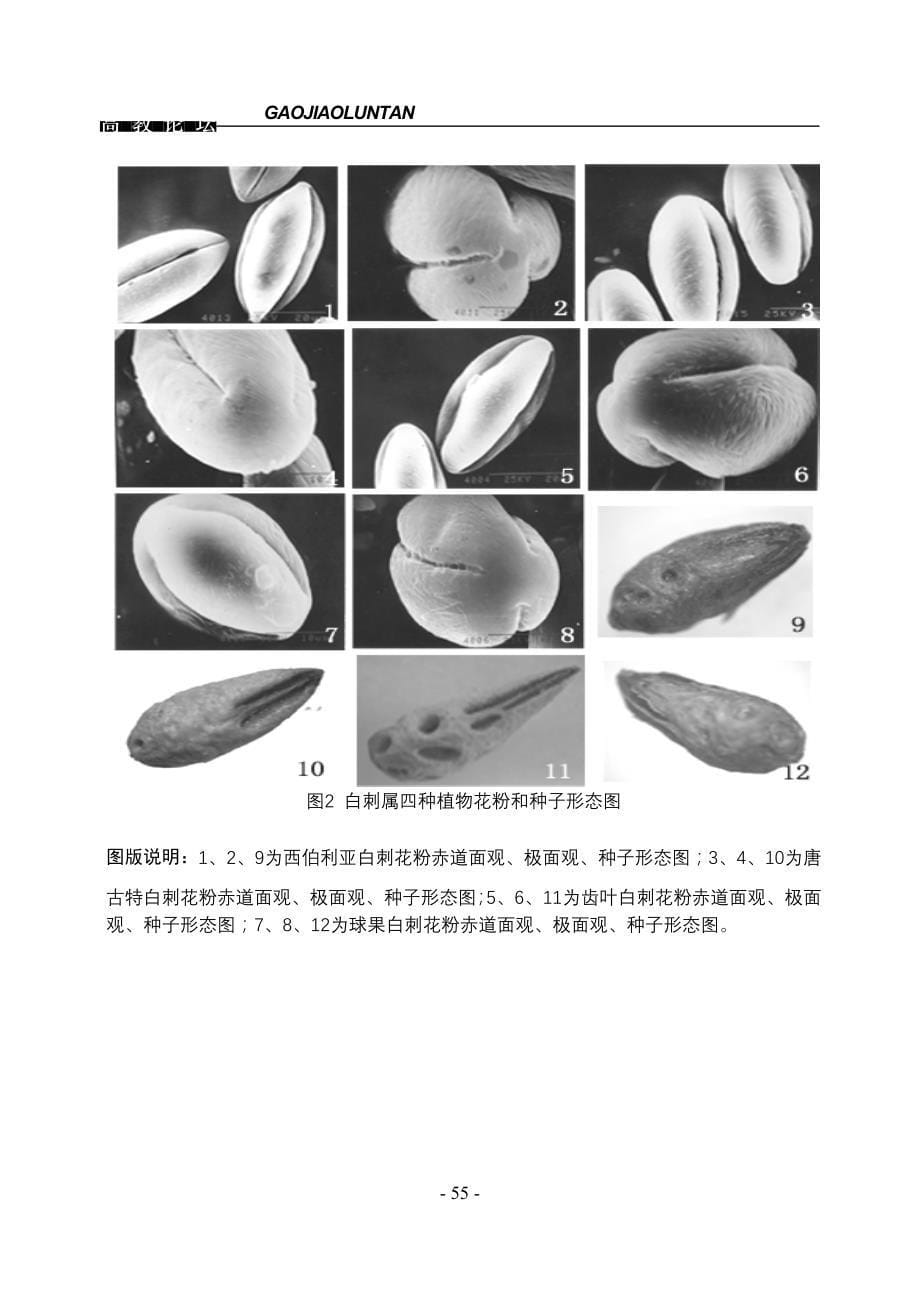 内蒙古白刺属植物花粉及种子_第5页