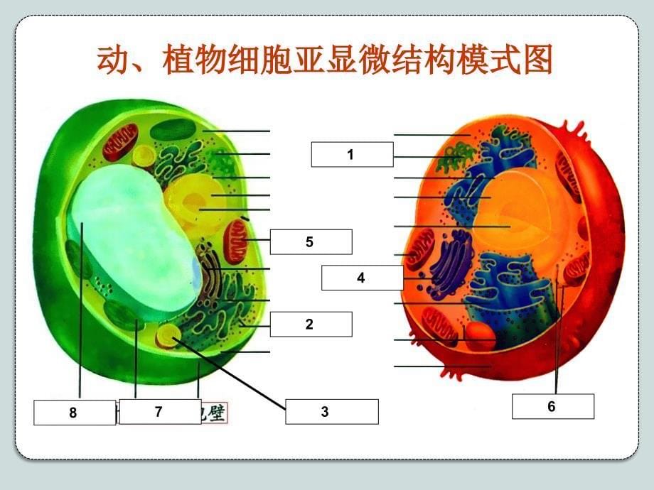 细胞器_系统内的分工合作_第5页