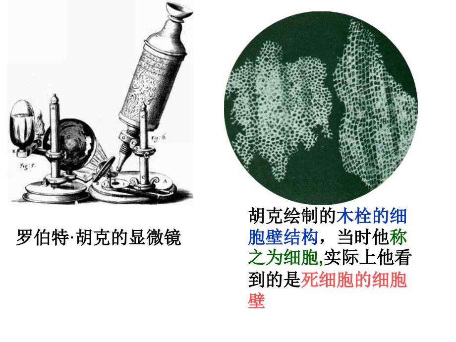 细胞(1)修改稿_第4页