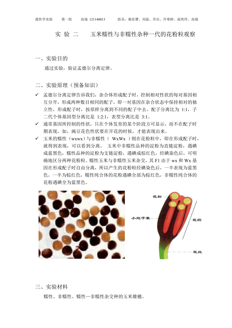 玉米糯性与非糯性观察_第1页