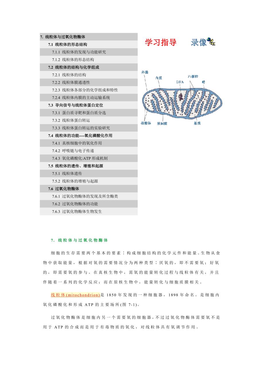 7. 线粒体与过氧化物酶体_第1页