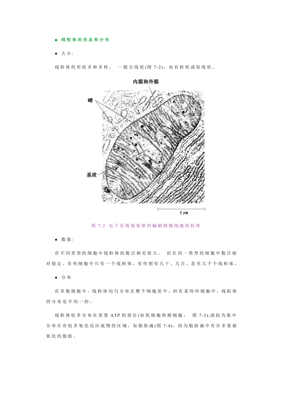 7. 线粒体与过氧化物酶体_第3页