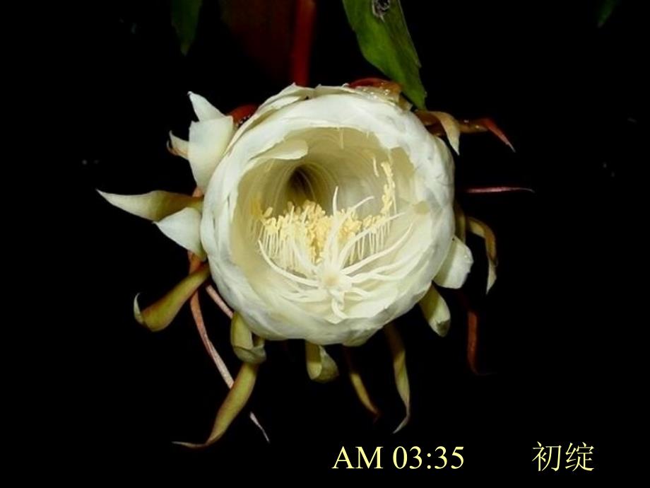 昙花与人生感悟_第3页