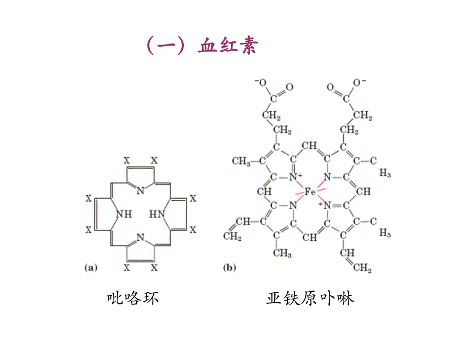 血红蛋白 协同效应 ppt_Chapter 6蛋白质的功能和进化_第4页